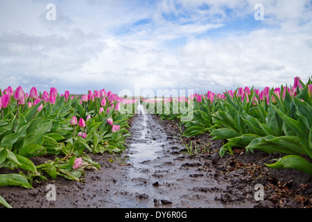 Pink Tulips on a muddy field with puddles after rain Stock Photo