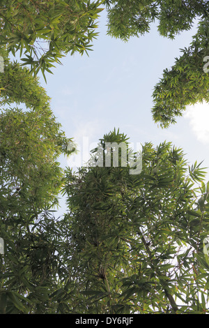 High Bamboo Trees with perspective from below Stock Photo