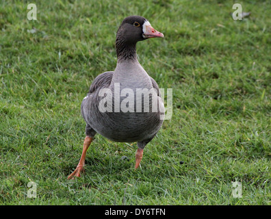 Greater White-fronted Goose (Anser Albifrons)  foraging Stock Photo