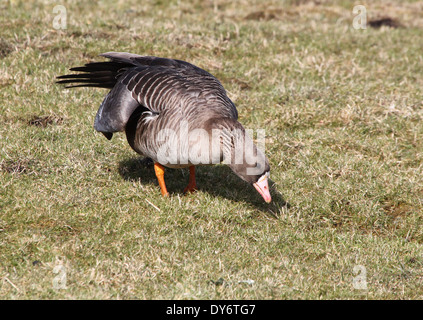 Greater White-fronted Goose (Anser Albifrons)  foraging (might be a hybrid with greylag goose) Stock Photo