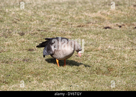 Greater White-fronted Goose (Anser Albifrons)  foraging (might be a hybrid with greylag goose) Stock Photo