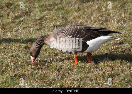 Greater White-fronted Goose (Anser Albifrons)  foraging Stock Photo