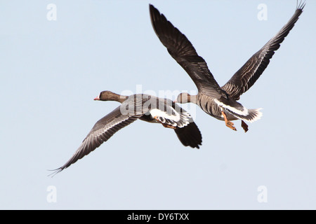 Two Greater White-fronted Geese (Anser Albifrons)  in flight Stock Photo