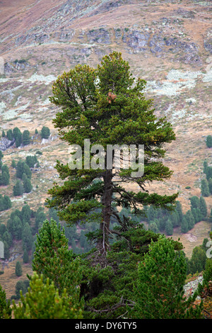 Solitary Swiss pine / Swiss stone pine / Arolla pine (Pinus cembra) growing on mountain slope in the Swiss Alps, Switzerland Stock Photo