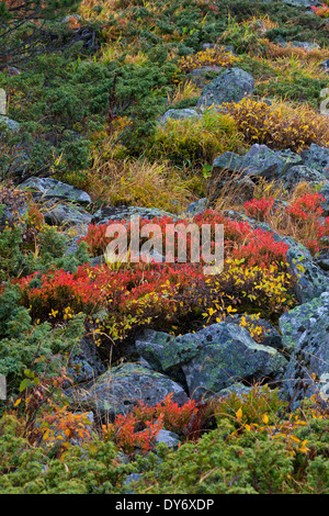 Autumn colours of shrubbery in the mountains of the Swiss National Park at Graubünden / Grisons in the Alps, Switzerland Stock Photo