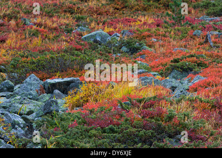 Autumn colours of shrubbery in the mountains of the Swiss National Park at Graubünden / Grisons in the Alps, Switzerland Stock Photo