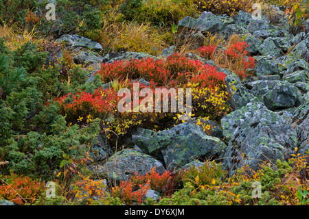 Autumn colours of shrubbery in the mountains of the Swiss National Park at Graubünden / Grisons in the Alps, Switzerland Stock Photo