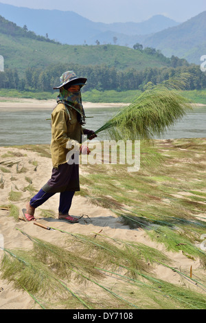 Hmong tribe villager drying Broom Grass (thysanolaena maxima)  for making brushes on the banks of the Mekong River, Laos, Southeast Asia Stock Photo