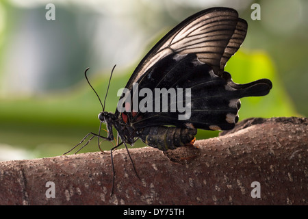 The great mormon (Papilio memnon agenor) butterfly resting on a tree branch. His wings are closed and backlit by the sun. Stock Photo
