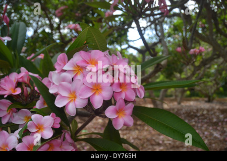 Pink plumeria, Plumeria sp., Plumeria grove at Koko Crater Botanical garden, Oahu, Hawaii, USA Stock Photo