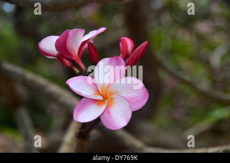 Pink plumeria, Plumeria sp., Plumeria grove at Koko Crater Botanical garden, Oahu, Hawaii, USA Stock Photo