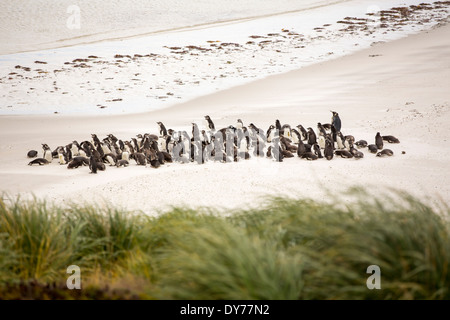 Magellanic Penguins, Spheniscus magellanicus, and a lone King Penguin at Gypsy cove near Port Stanley in the Falklands, Stock Photo