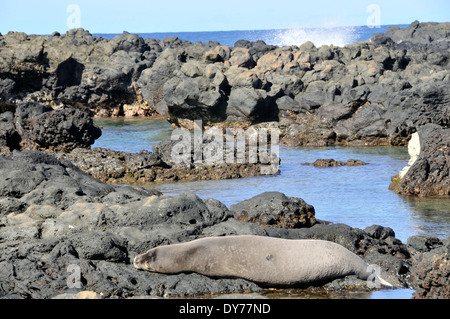 Endangered Hawaiian monk seal, Neomonachus schauinslandi, sleeps in the rocks at Kaena Point, Oahu, Hawaii, USA Stock Photo