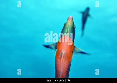 View from below of two saddle wrasses, Thalassoma duperrey, endemic species of Hawaii, Kahe Point, Oahu, Hawaii, USA Stock Photo