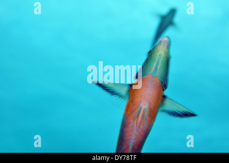 View from below of two saddle wrasses, Thalassoma duperrey, endemic species of Hawaii, Kahe Point, Oahu, Hawaii, USA Stock Photo