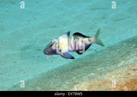 Manybar goatfish or moano, Parupeneus multifasciatus, Kahe Point, Oahu, Hawaii, USA Stock Photo