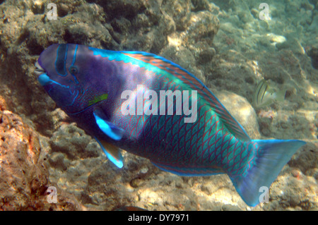Male spectacled parrotfish, Chlorurus perspicillatus, Hanauma Bay Nature Preserve Park, Oahu, Hawaii, USA Stock Photo