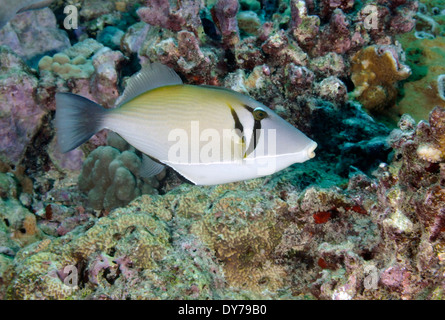 Lei triggerfish, Sufflamen bursa, Oahu, Hawaii, USA Stock Photo