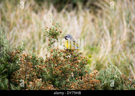 A male White Bridled Finch, Melanodera melanodera, on the Falkland Islands. Stock Photo