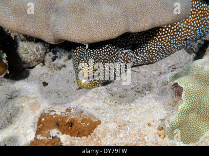 Whitemouth moray eel, Gymnothorax meleagris, Oahu, Hawaii, USA Stock Photo