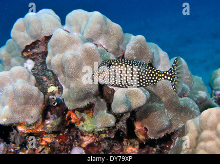 Female spotted boxfish, Ostracion meleagris, in tropical reef, Oahu, Hawaii, USA Stock Photo