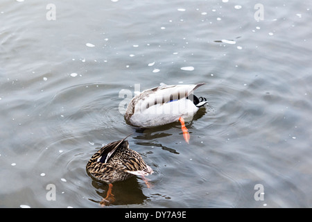 Male and female breeding pair of mallard ducks with heads in the water getting food. Stock Photo