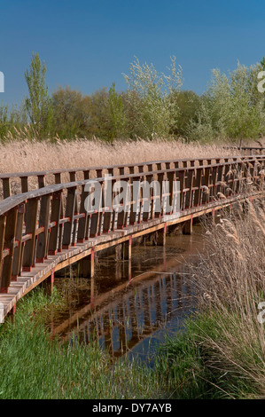 Tablas de Daimiel National Park - wetland and boardwalk, Ciudad Real-province, Region of Castilla - La Mancha, Spain, Europe Stock Photo