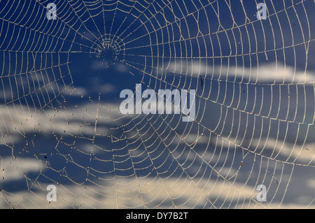 Spider web with a blue sky in the background, Manapouri, South Island, New Zealand Stock Photo