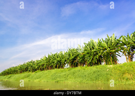 Row of banana trees seen from the bank of the Magdalena River in Colombia Stock Photo