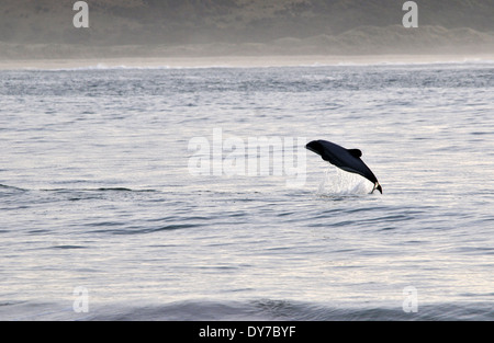 Hector's dolphin, Cephalorhynchus hectori, jumps out of the water at Curio Bay, Catlins Coast, South Island, New Zealand Stock Photo