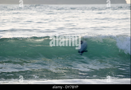 Hector's dolphin, Cephalorhynchus hectori, surfing a wave at Curio Bay, Catlins Coast, South Island, New Zealand Stock Photo