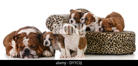 dog family - english bulldog father and five puppies isolated on white background