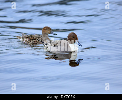 Northern Pintail Duck, Anas acuta. Pair swimming in Esquimalt Lagoon, Vancouver Island, in spring Stock Photo