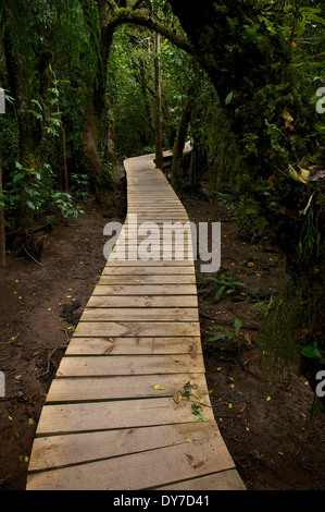 Wooden boardwalk near the tail end of the Tongariro Alpine Crossing, New Zealand. Stock Photo