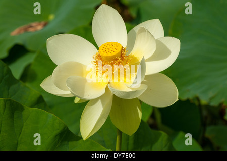 Nelumbo Cream Lutea, White Lotus Stock Photo