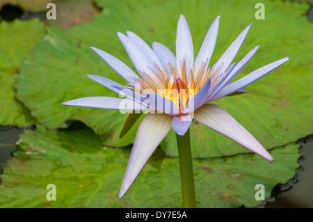 Nymphaea nouchali, Blue Water Lily Stock Photo