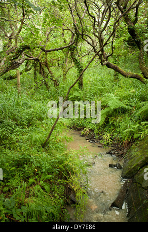 A Stream flows through a small wood in Cornwall Stock Photo