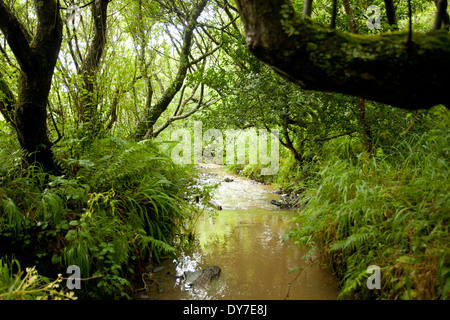 A Stream flows through a small wood in Cornwall Stock Photo