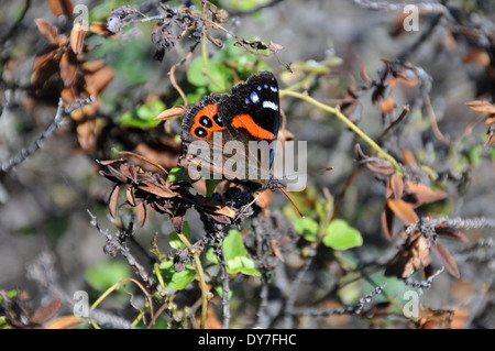 New Zealand Red Admiral butterfly or kahukura, Vanessa gonerilla, endemic, Catlins Coast, South Island, New Zealand Stock Photo
