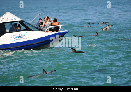 People in a boat observe a pod of dusky dolphins, Lagenorhynchus obscurus, Kaikoura, South Island, New Zealand Stock Photo