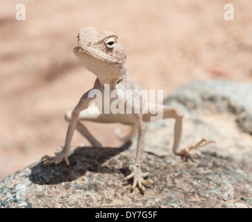 Closeup of an Egyptian desert agama lizard on in harsh arid environment Stock Photo