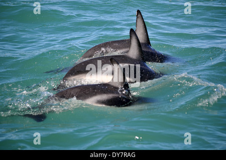 Dusky dolphins, Lagenorhynchus obscurus, Kaikoura, South Island, New Zealand Stock Photo