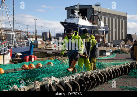Scottish North Sea fishermen repairing nets in Peterhead, Scotland, April, 2014. Immigrants have become a mainstay of Scotland’s farming and fishing industries. Migrant workers from eastern Europe seek employment and a fresh start, and are willing to do jobs local people won’t, to crew boats and work in fish factories. Scottish Seafood Association chief executive John Cox said: “Without the ethnic workers, we would have a major capacity problem processing all the fish that’s being landed. The problem in the north-east is the oil and energy employment attracts all the available local labour. Stock Photo