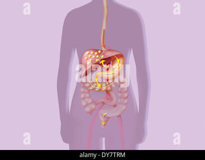 Cholesterol Stock Photo