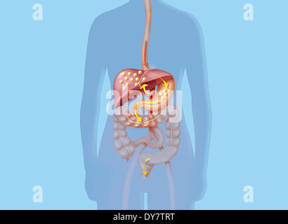 Cholesterol Stock Photo