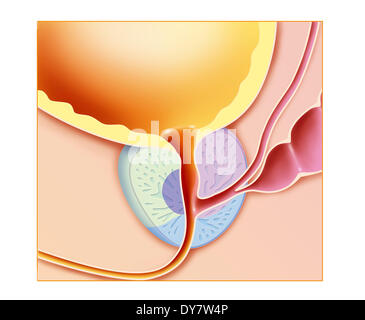 Prostate, drawing Stock Photo