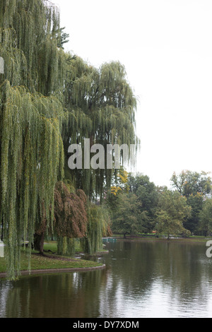 Boston Park with weeping willow on pond side Stock Photo