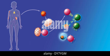 Immune system, illustration Stock Photo