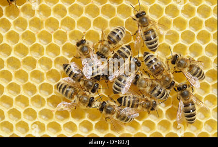 A freshly built honeycomb (Apis mellifera) with bee-larvaes. The Queen ...