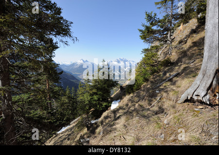 conifers with Karwendel mountain range in the background, Mittenwald, Germany Stock Photo